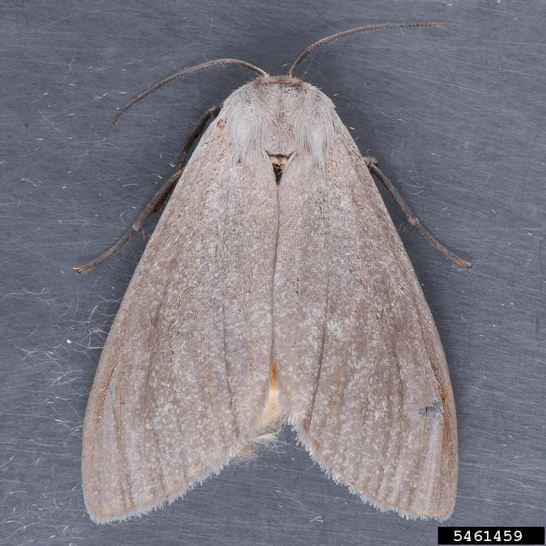 Adult milkweed tussock moth.